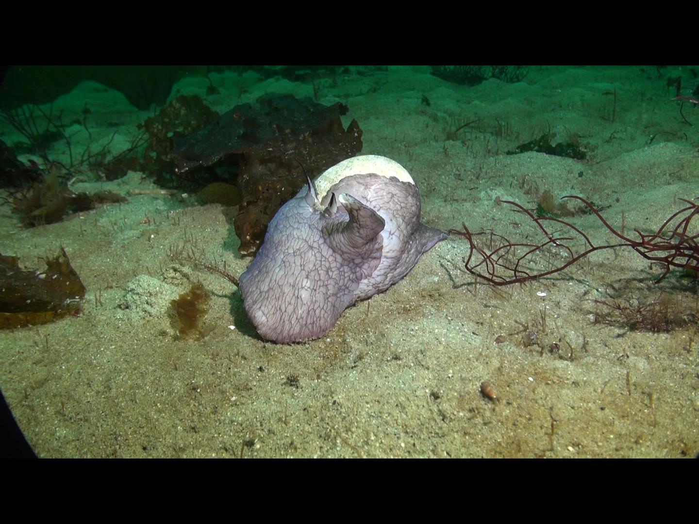 https://www.laketrailenvironmental.ca/wp-content/uploads/2021/12/moon-snail.jpg